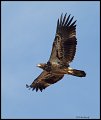 _3SB3338 immatue bald eagle